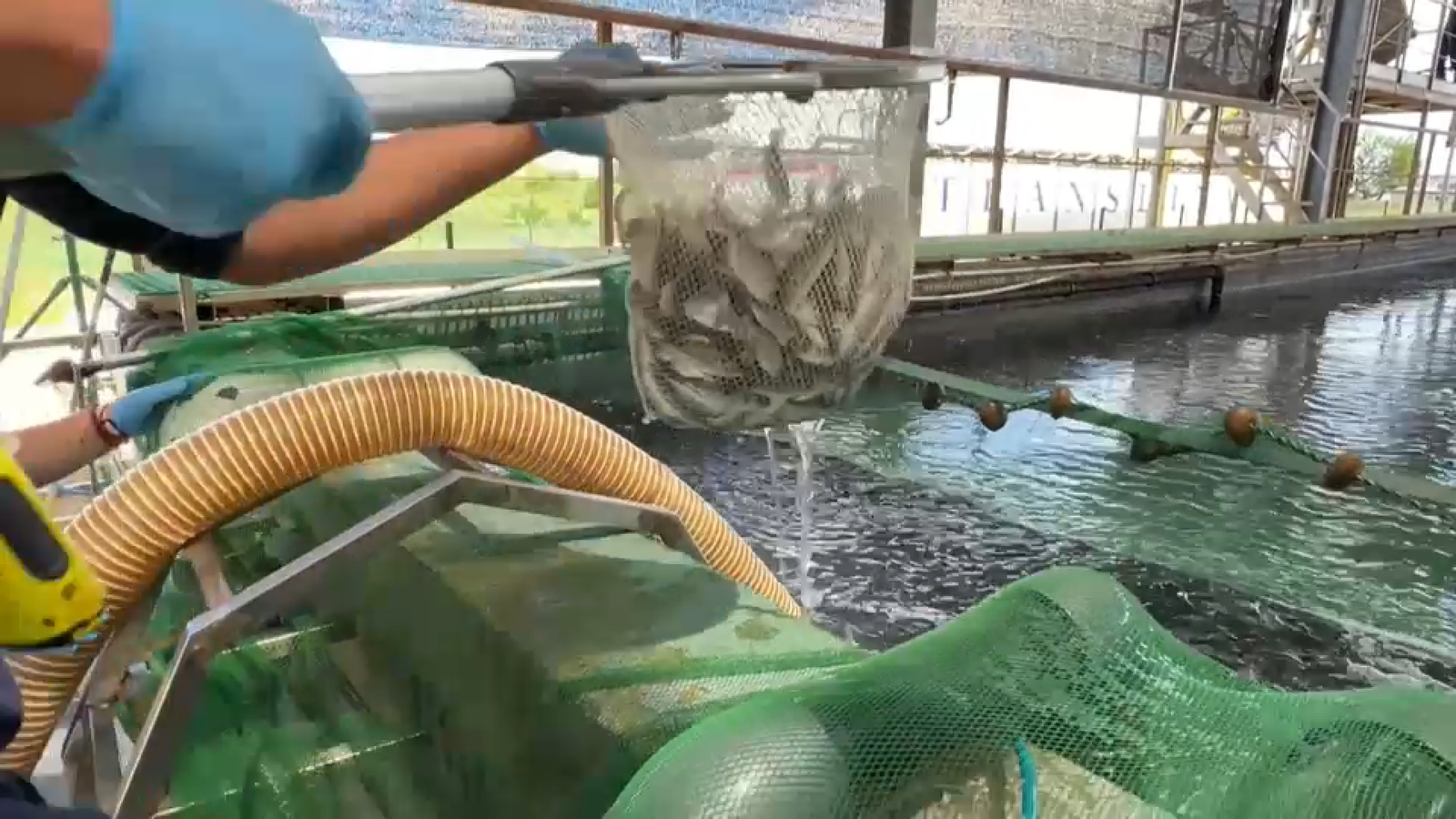 Piscifactoria Borriana