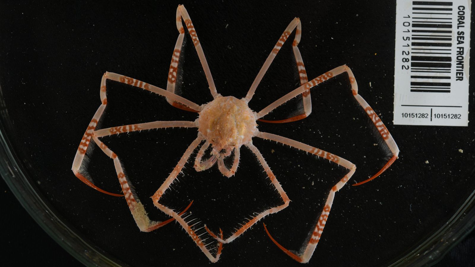 Cranc aranya decumentat durant l'expedició