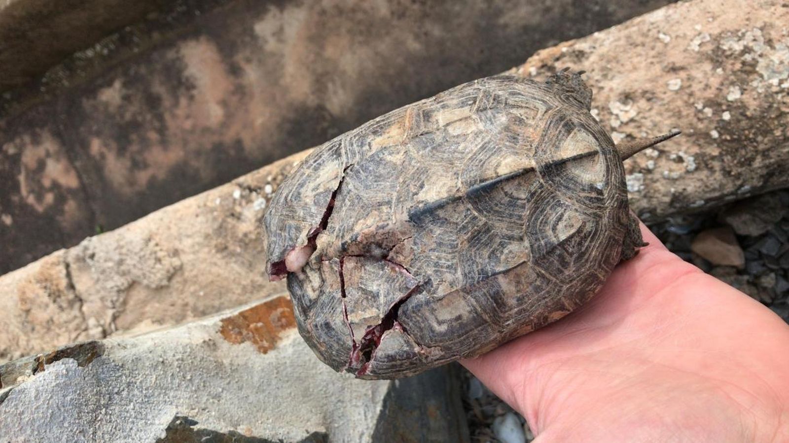 La tortuga de rierol recuperada presentava ferides a la closca