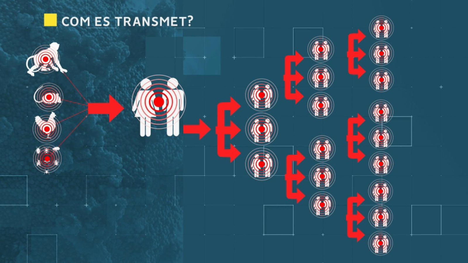 Una vegada es contagia una persona, s'acceleren les infeccions entre els humans