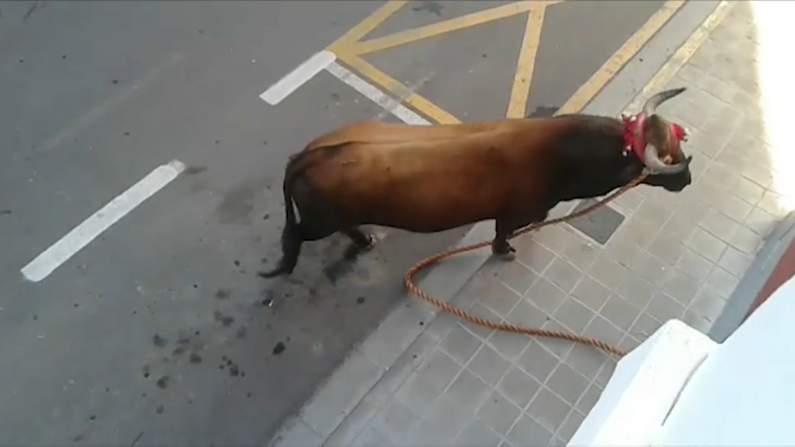 Dol a l\'Alcora per l\'última víctima mortal dels bous al carrer