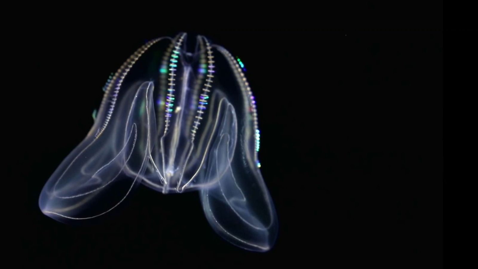 Medusa pinta, que sol viure a l'Atlàntic, i que ara estudia el biòleg valencià a Noruega