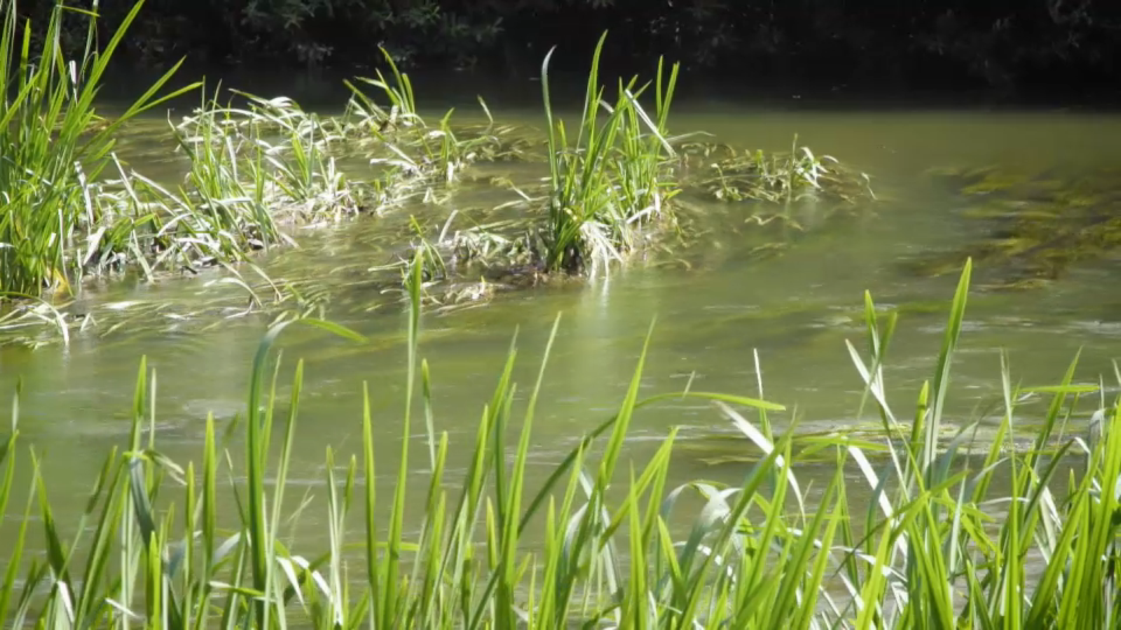 Les qualitats de l'aigua de Bellus van permetre que allí funcionara un balneari