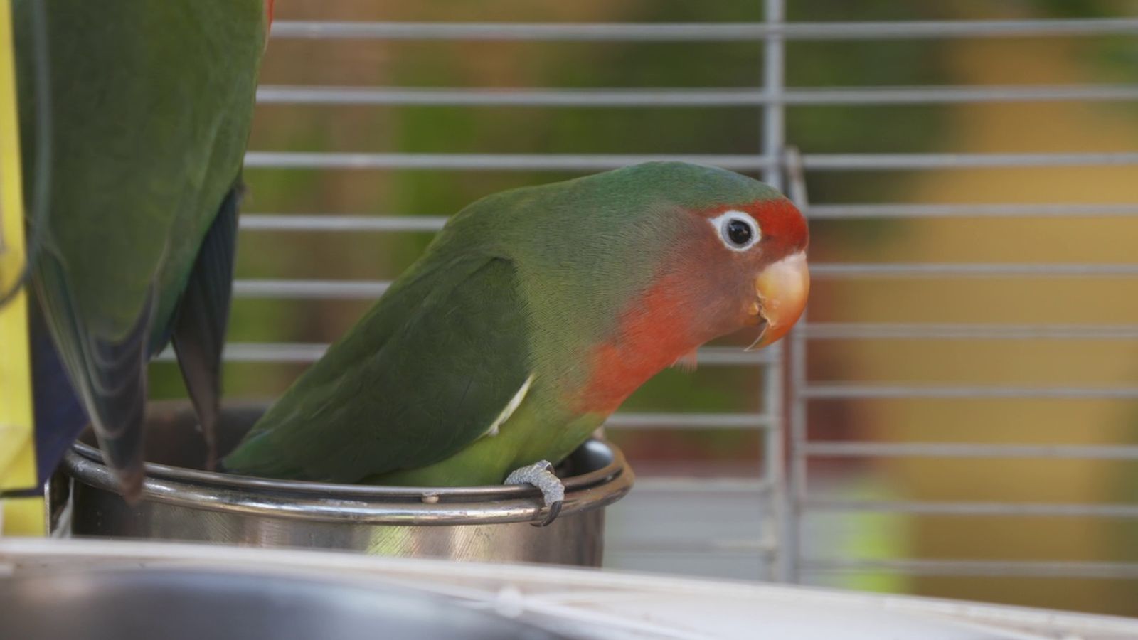 04.04.2026 | Inspiració animal