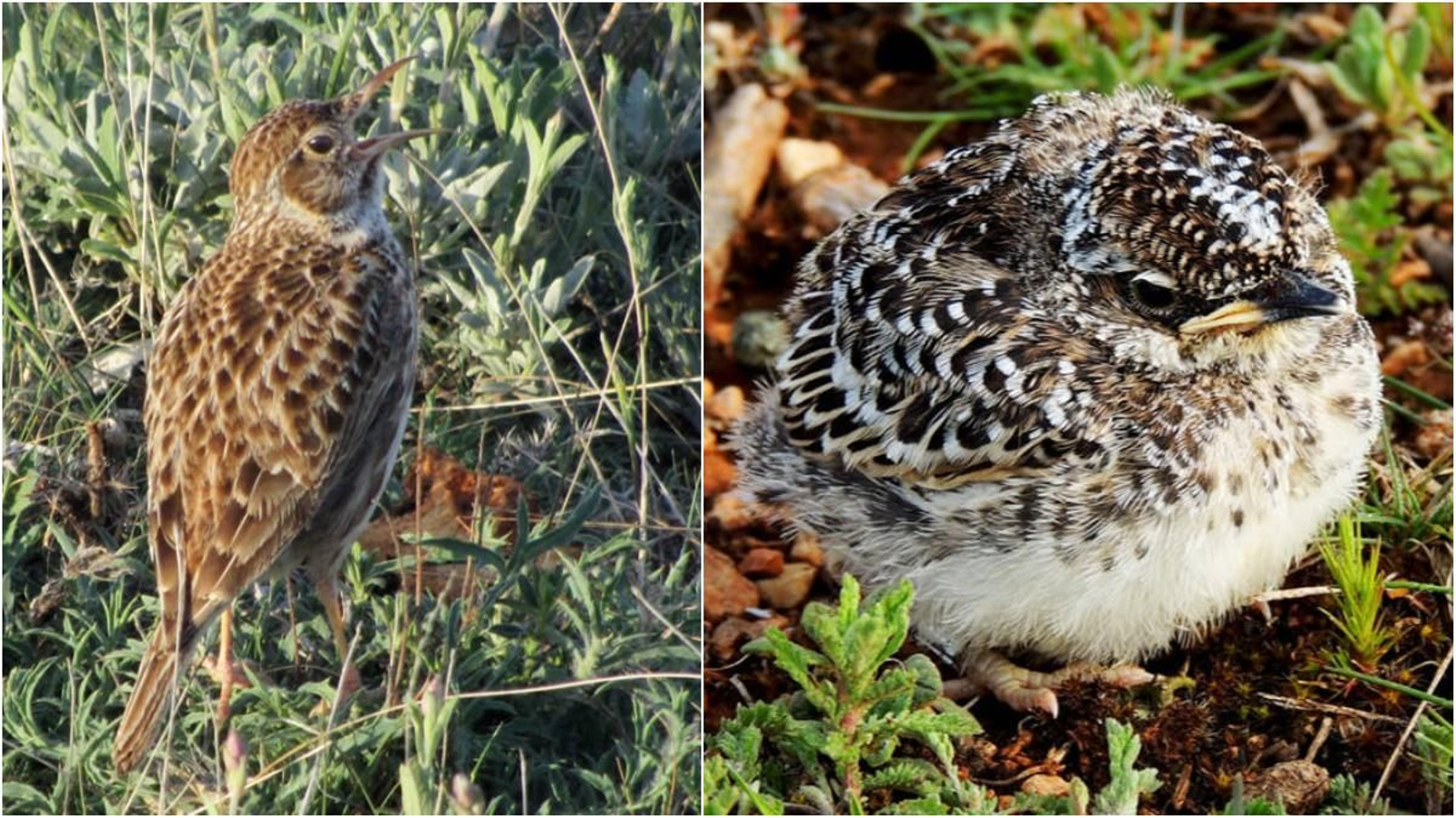 Dos exemplars d'alosa becuda