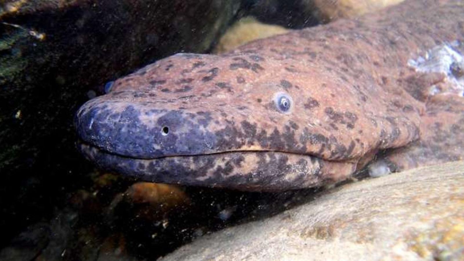 Les salamandres gegants xineses, ara en perill d'extinció, solen trobar-se en el centre, sud i est de la Xina