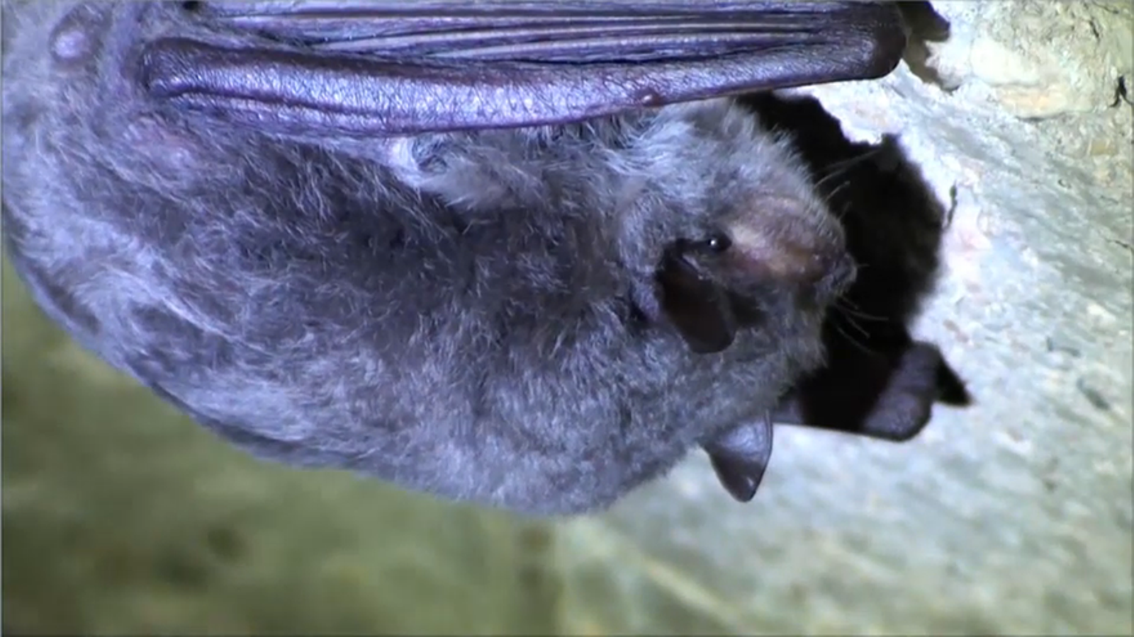 Una rata penada, en una imatge d'arxiu