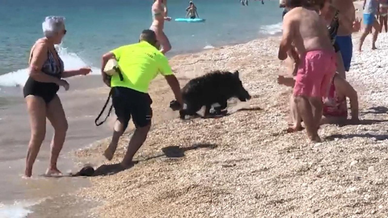 El porc senglar corre a vora mar després d'haver eixit de l'aigua