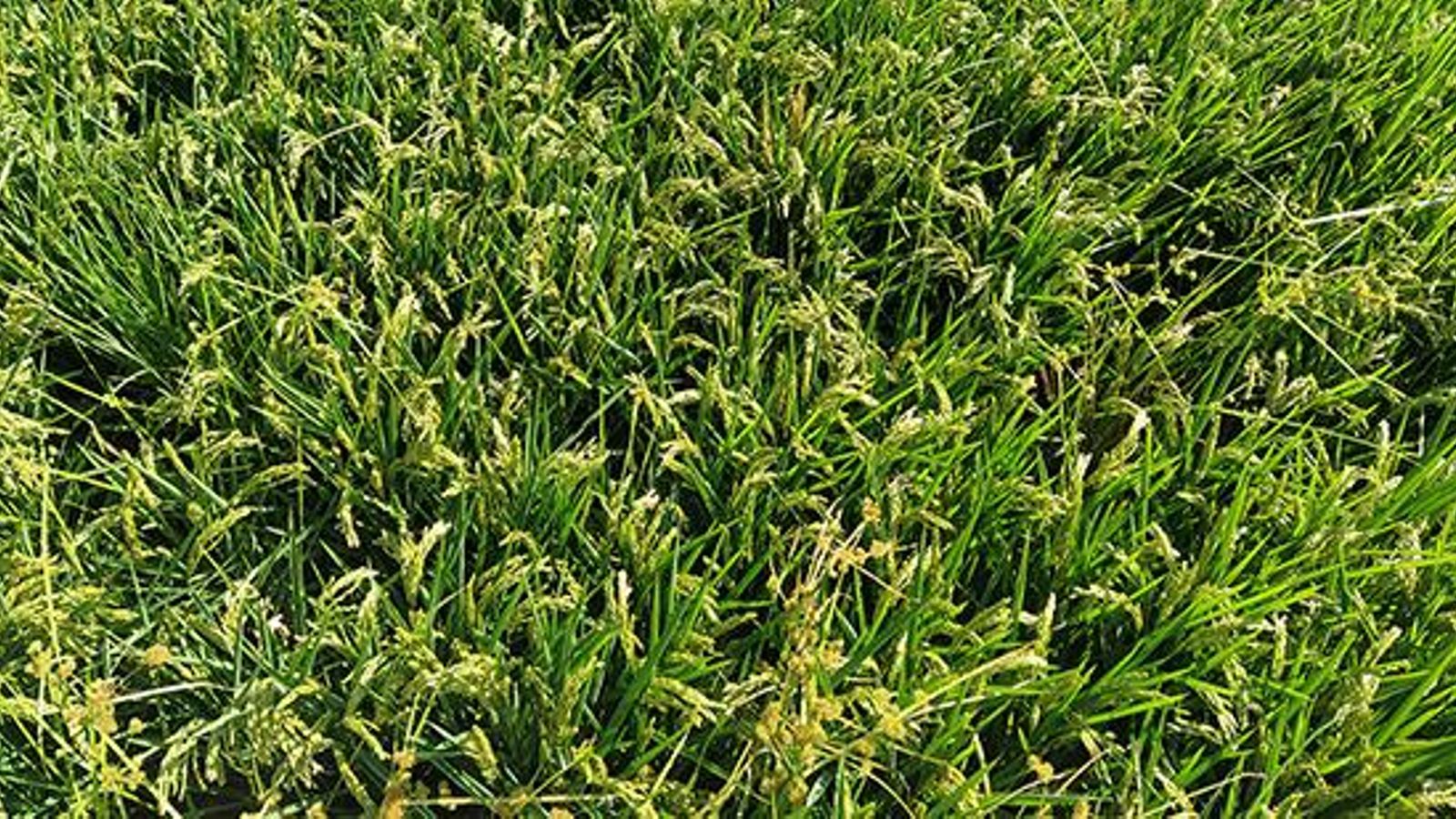 Imatge d'arxiu d'un cultiu d'arròs