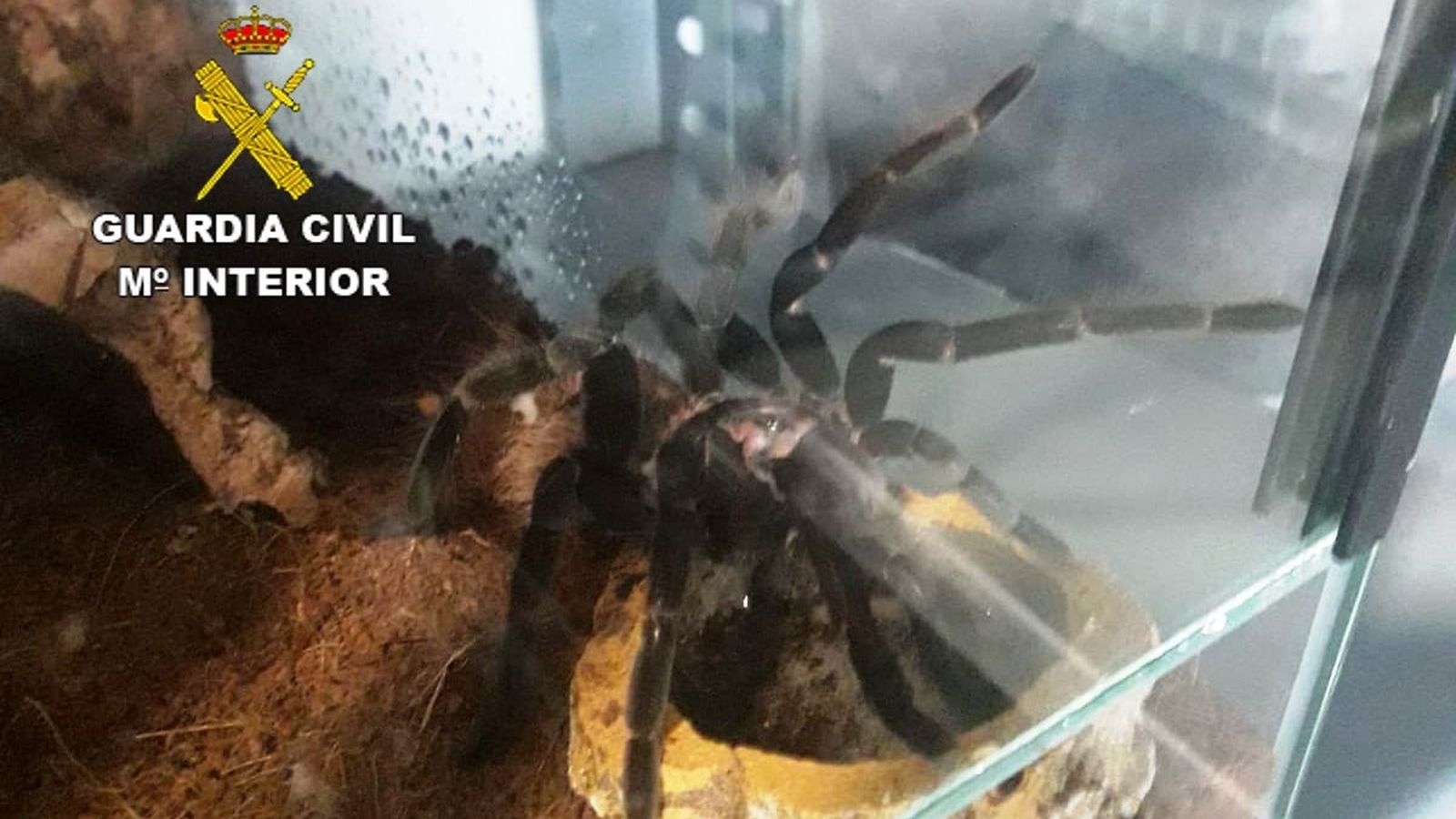 Troben més de 400 taràntules verinoses a Xilxes