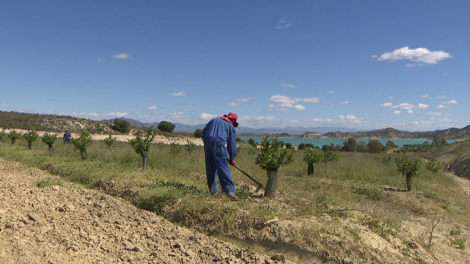 El cultiu ecològic a la Comunitat Valenciana augmenta un 88% en 4 anys