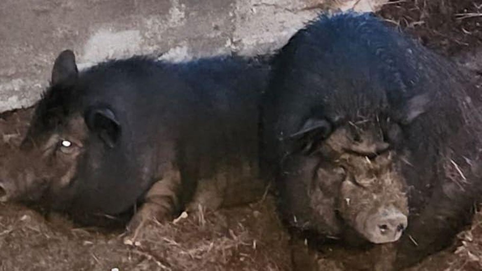 Els porcs vietnamites localitzats a Vila-real