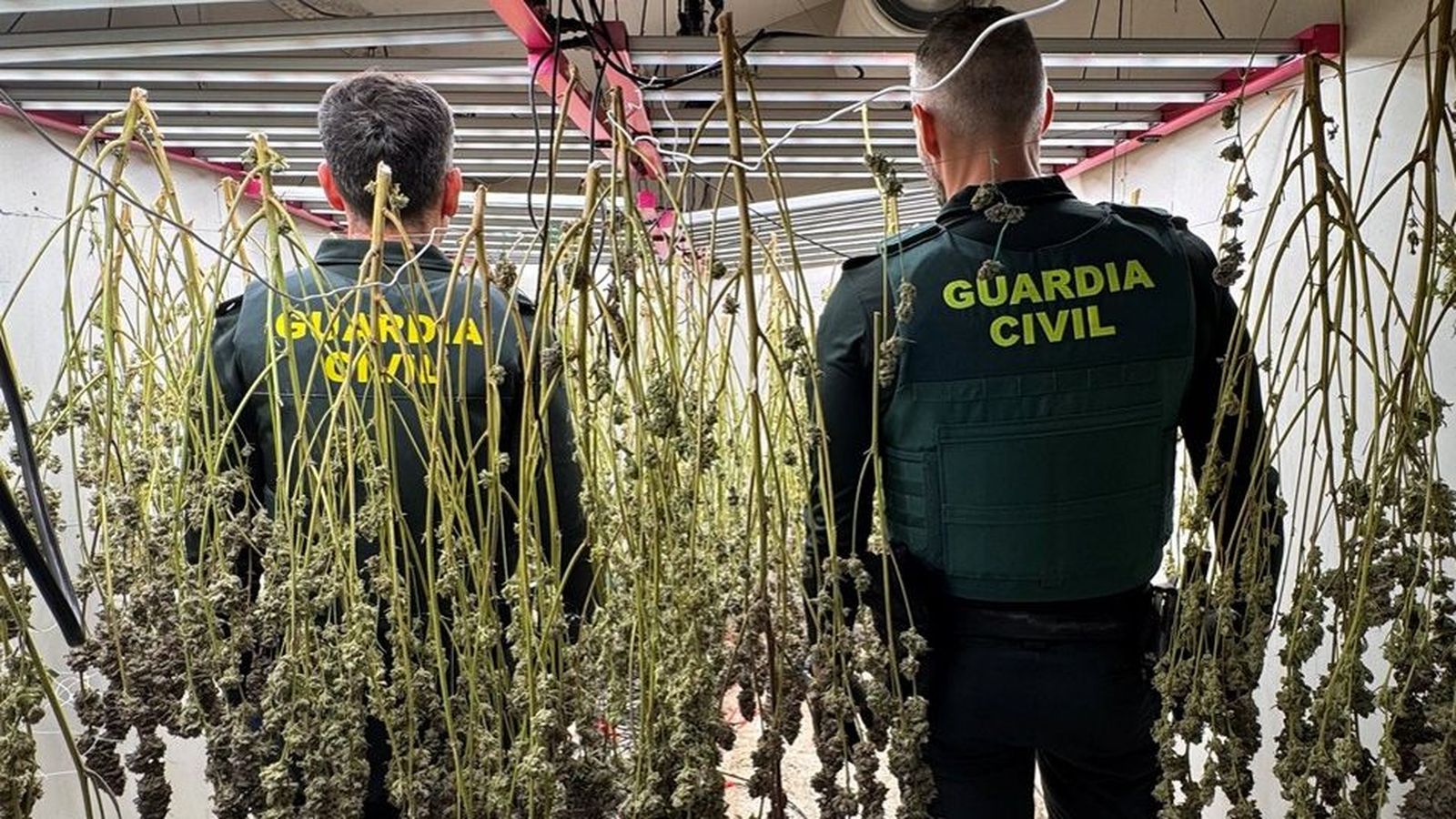 Agents de la Guàrdia Civil inspeccions l'assecador de marihuana que la família havia instal·lat a casa