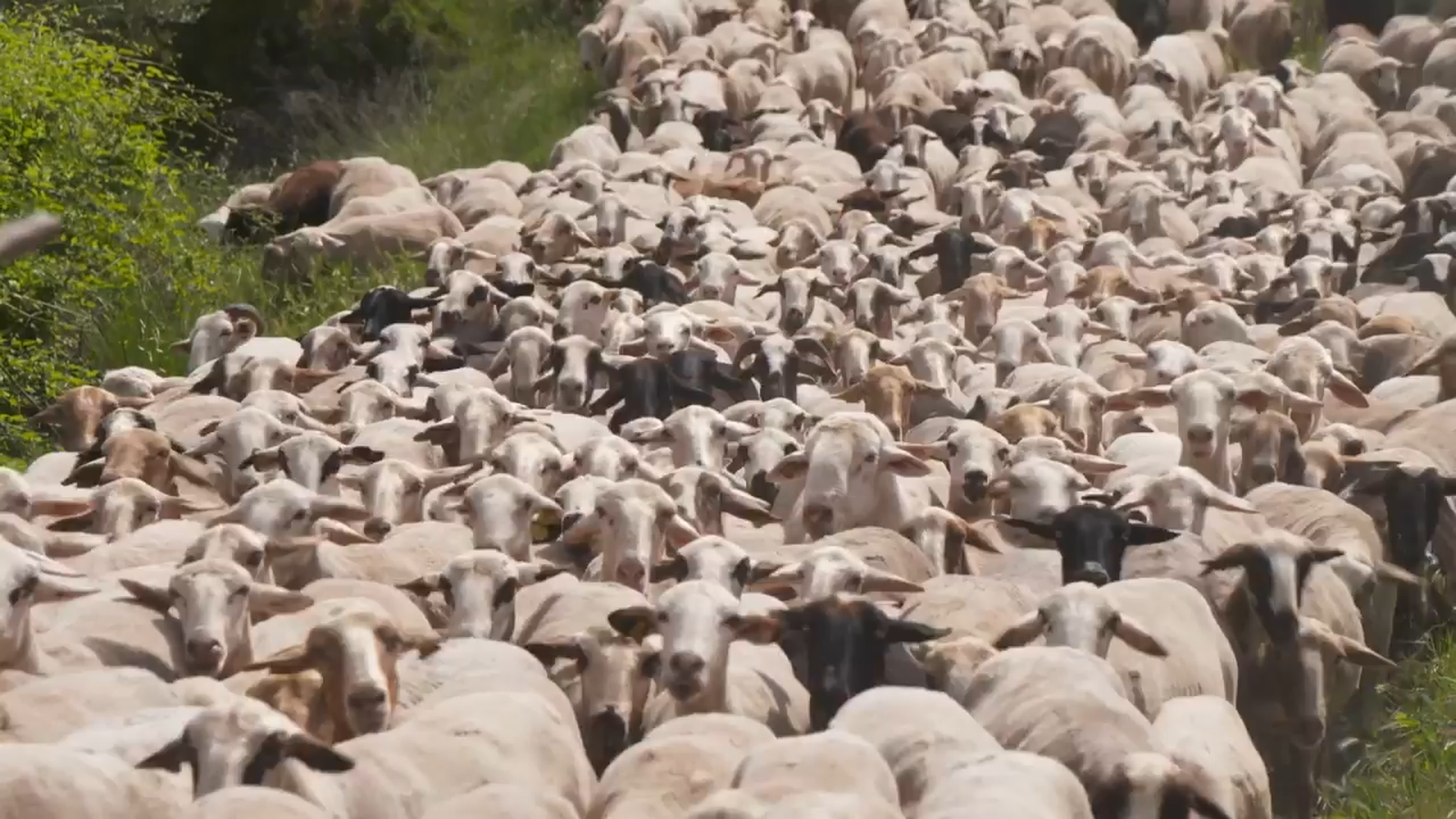 26.06.2022 | Animalades, un món bestial