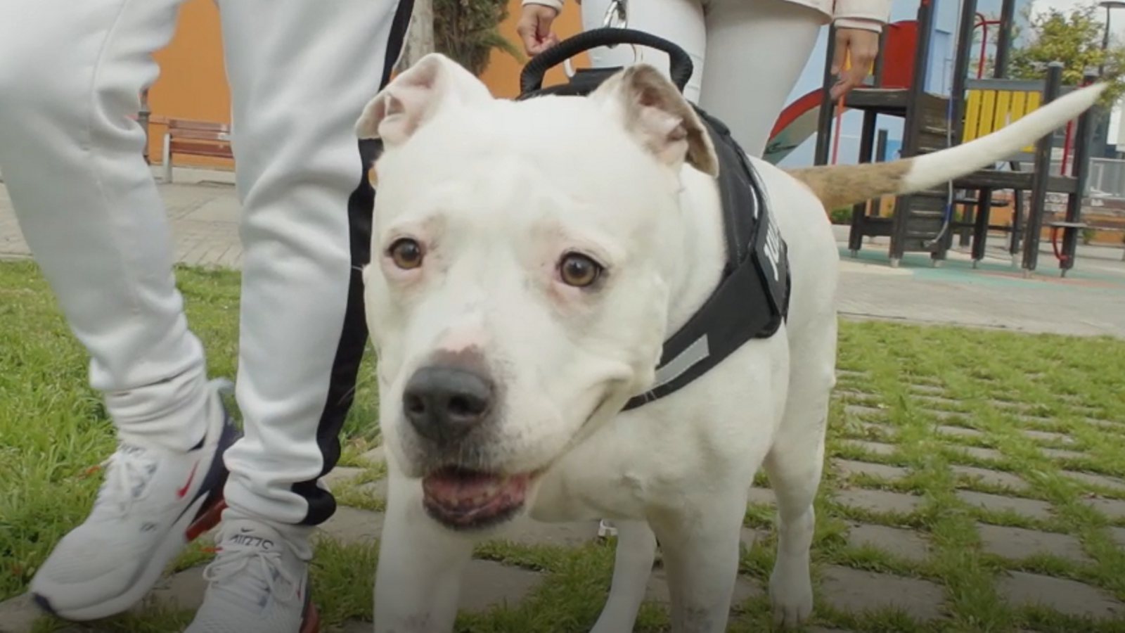 Kira torna a caminar de nou