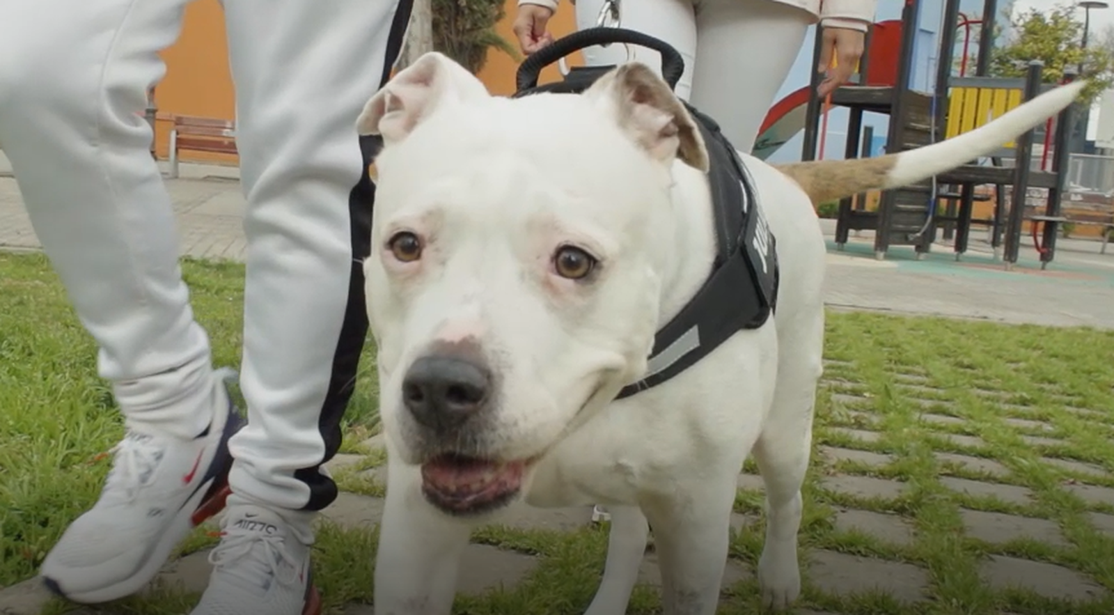 Kira torna a caminar de nou