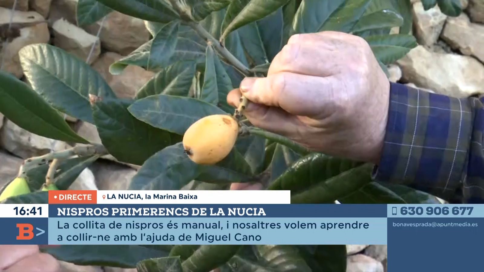 01.02.2022 | Nispros primerencs de la Nucia