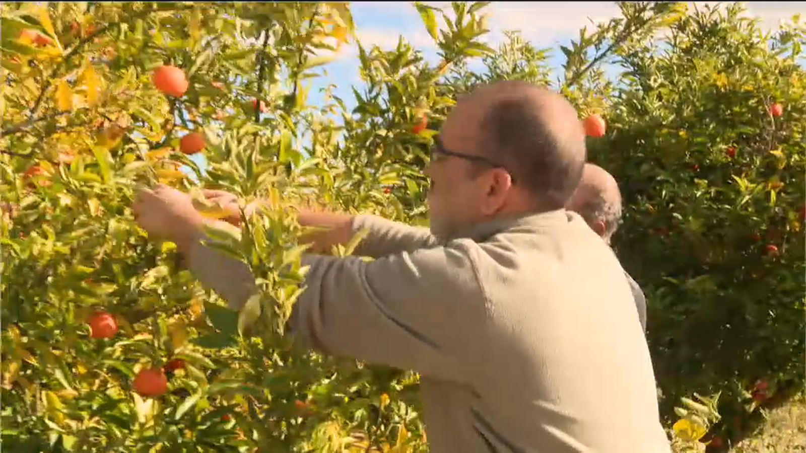 La PAC de 2019 destina 4.300 milions en ajudes als agricultors de tot Espanya