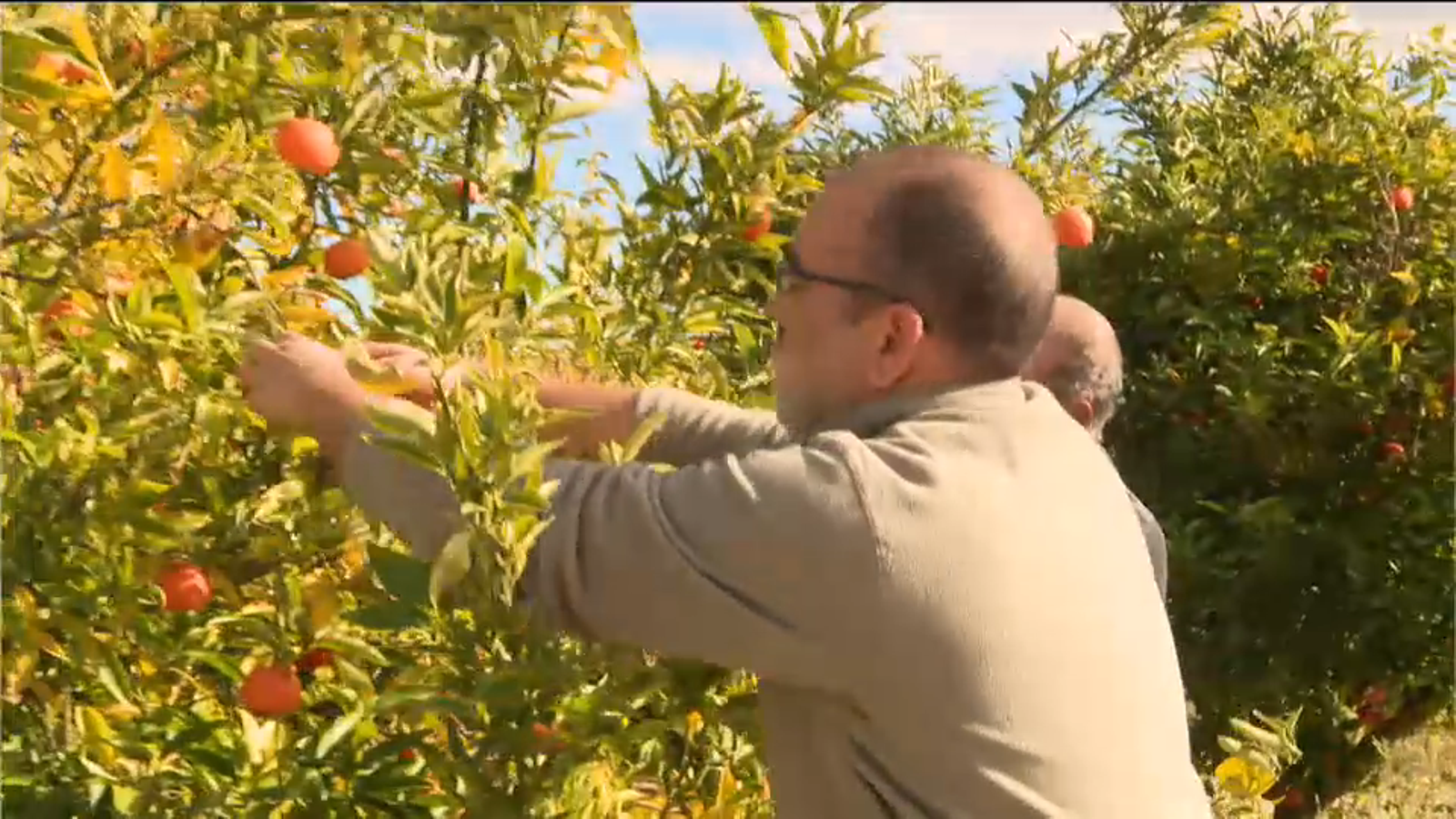 La PAC de 2019 destina 4.300 milions en ajudes als agricultors de tot Espanya