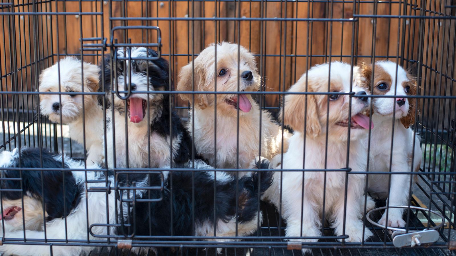 Cadells de gos en una gàbia