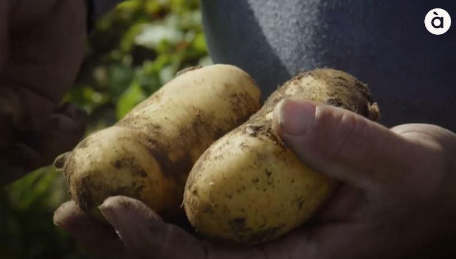 Creïlles acabades de collir