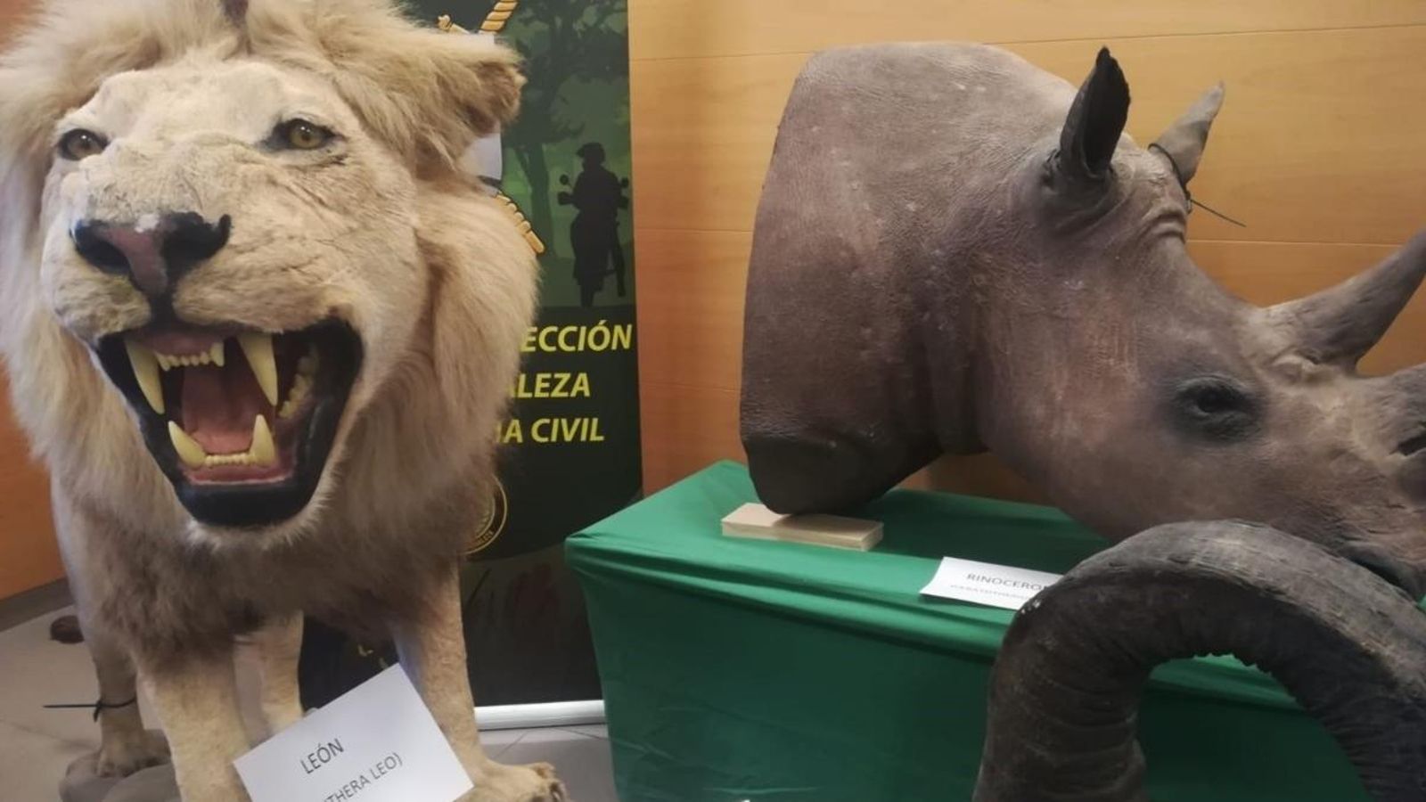 Algunes de les peces d'animals dissecats, que està prohibit vendre per ser d'espècies amenaçades