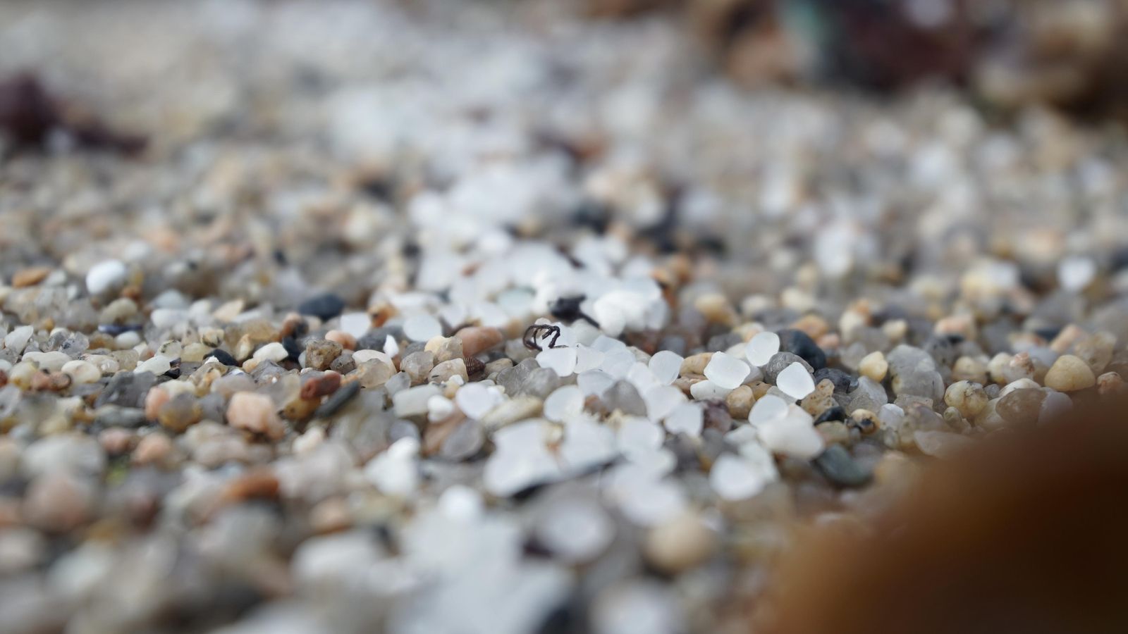 Pèl·lets de plàstic en una platja gallega Pèl·lets de plàstic en una platja gallega