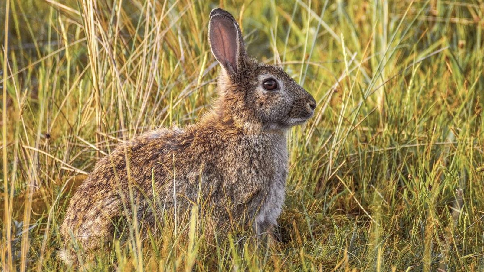 191 municipis de la Comunitat Valenciana tenen sobrepoblació de conill