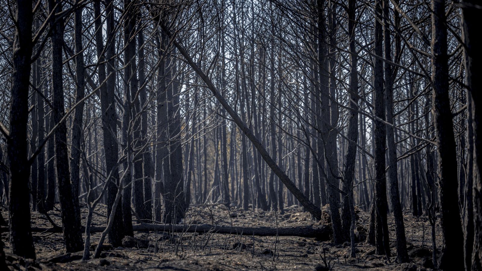 Imatge d'una zona boscosa cremada durant l'incendi forestal de Begís Imatge d'una zona boscosa cremada durant l'incendi forestal de Begís