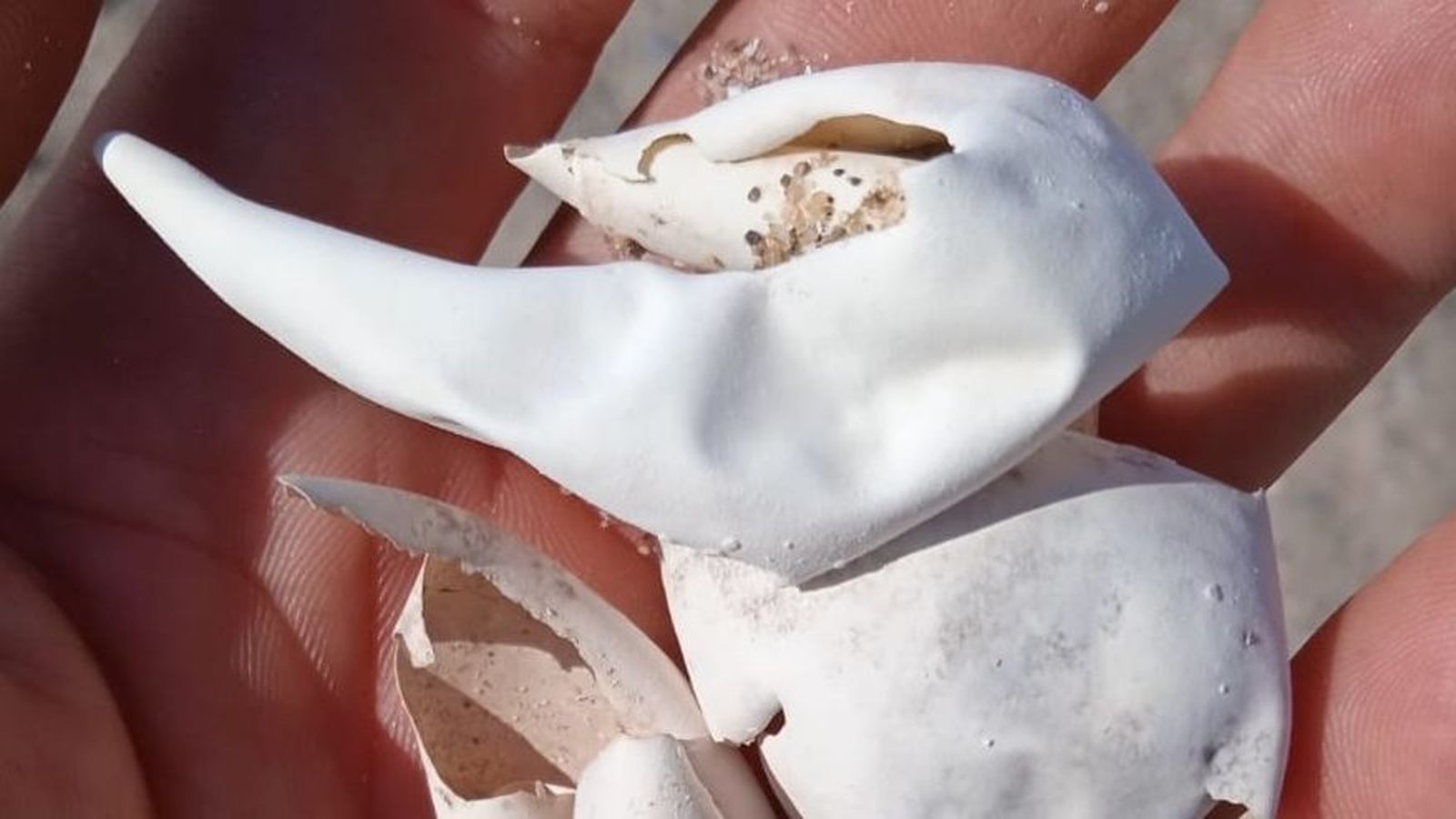 Restes dels ous trobats al niu de tortuga boba a Borriana