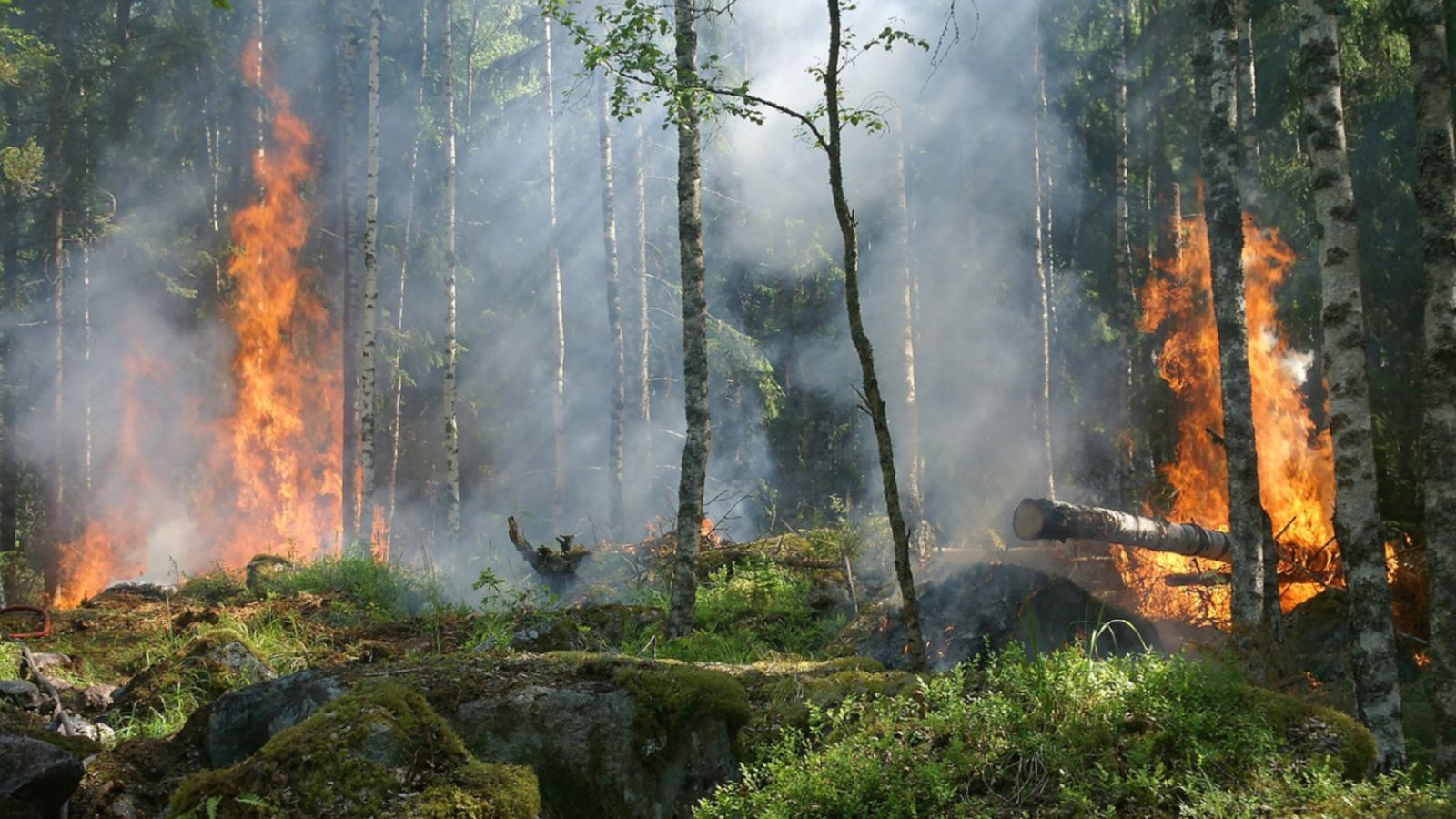 05.10.2019 | Els incendis globals