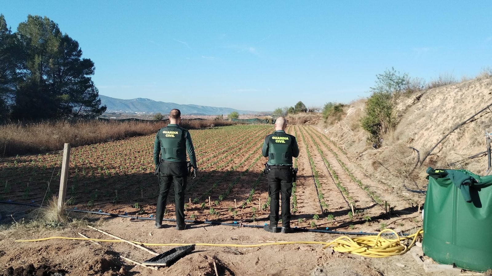 Plantació de marihuana a la Pobla del Duc