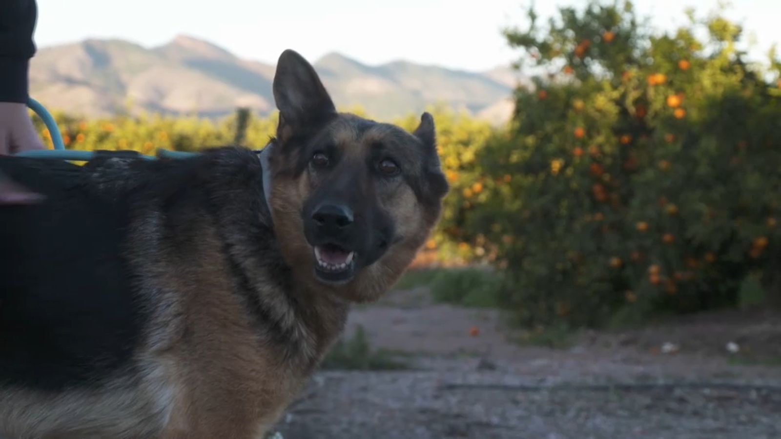 07.03.2026 | Un pelut en festes