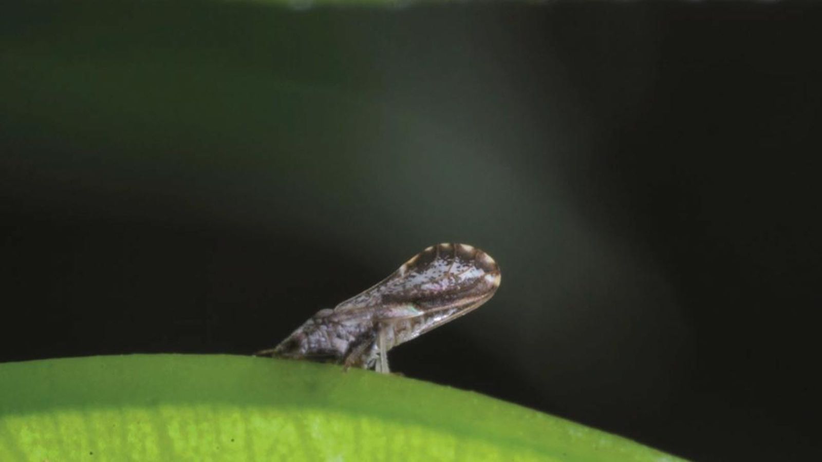 Alerta en el sector citrícola per la detecció a Israel d'un insecte associat a la malaltia més greu dels cítrics