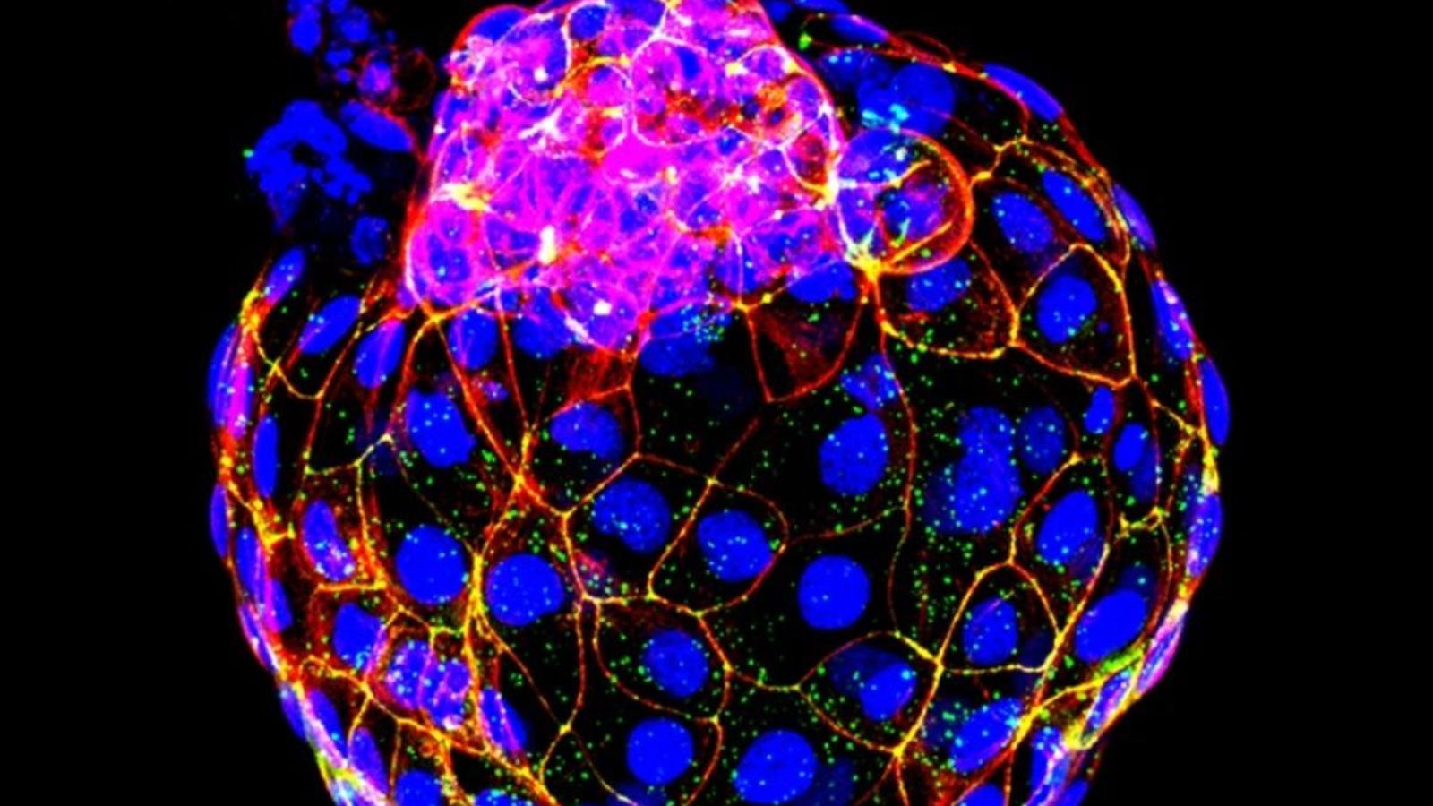 Blastocistos artificials. / Nature (UT Southwestern)