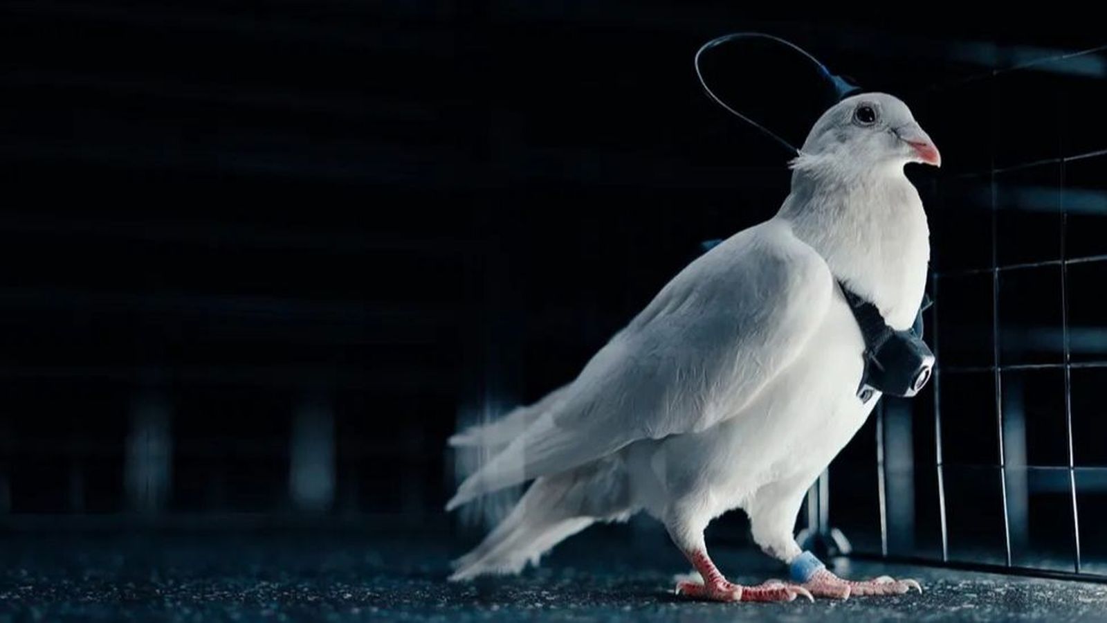 La informació s’envia des d’una motxilla que els coloms porten a l’esquena, equipada amb una bateria solar i una càmera al pit