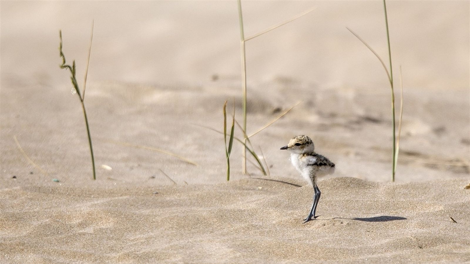 El corriol camanegre cria per primera vegada a la platja del port de Sagunt