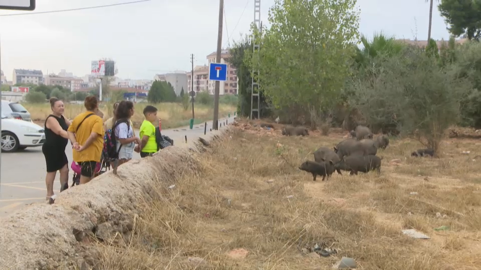 Zoom aborda el problema de les plagues i espècies invasores