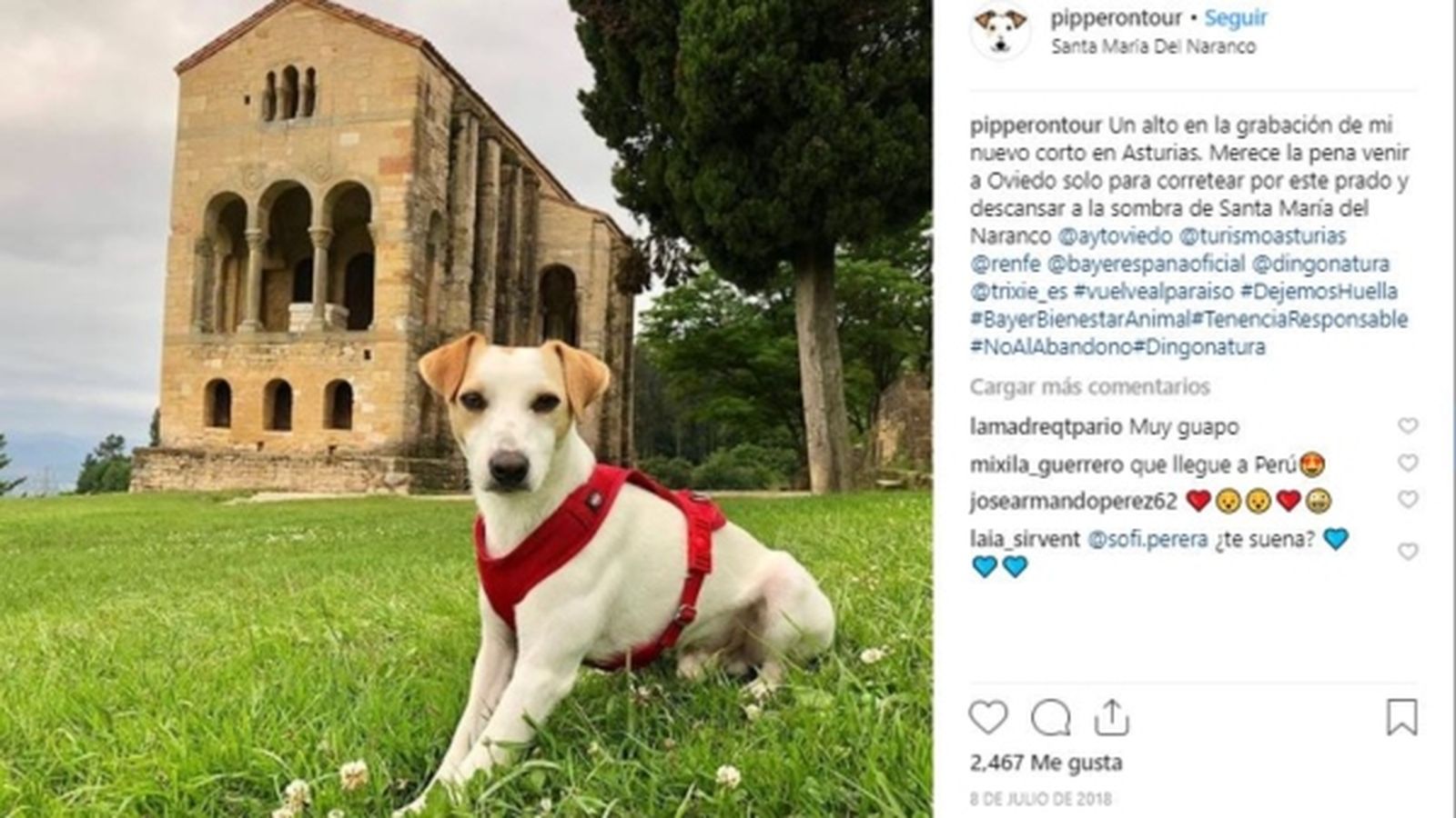 Pipper, el gos \'influencer\' que consciencia sobre el turisme amb animals