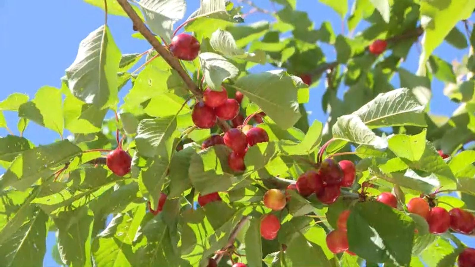 La superfície dedicada a l’agricultura ecològica creix un 3,6% a la Comunitat Valenciana