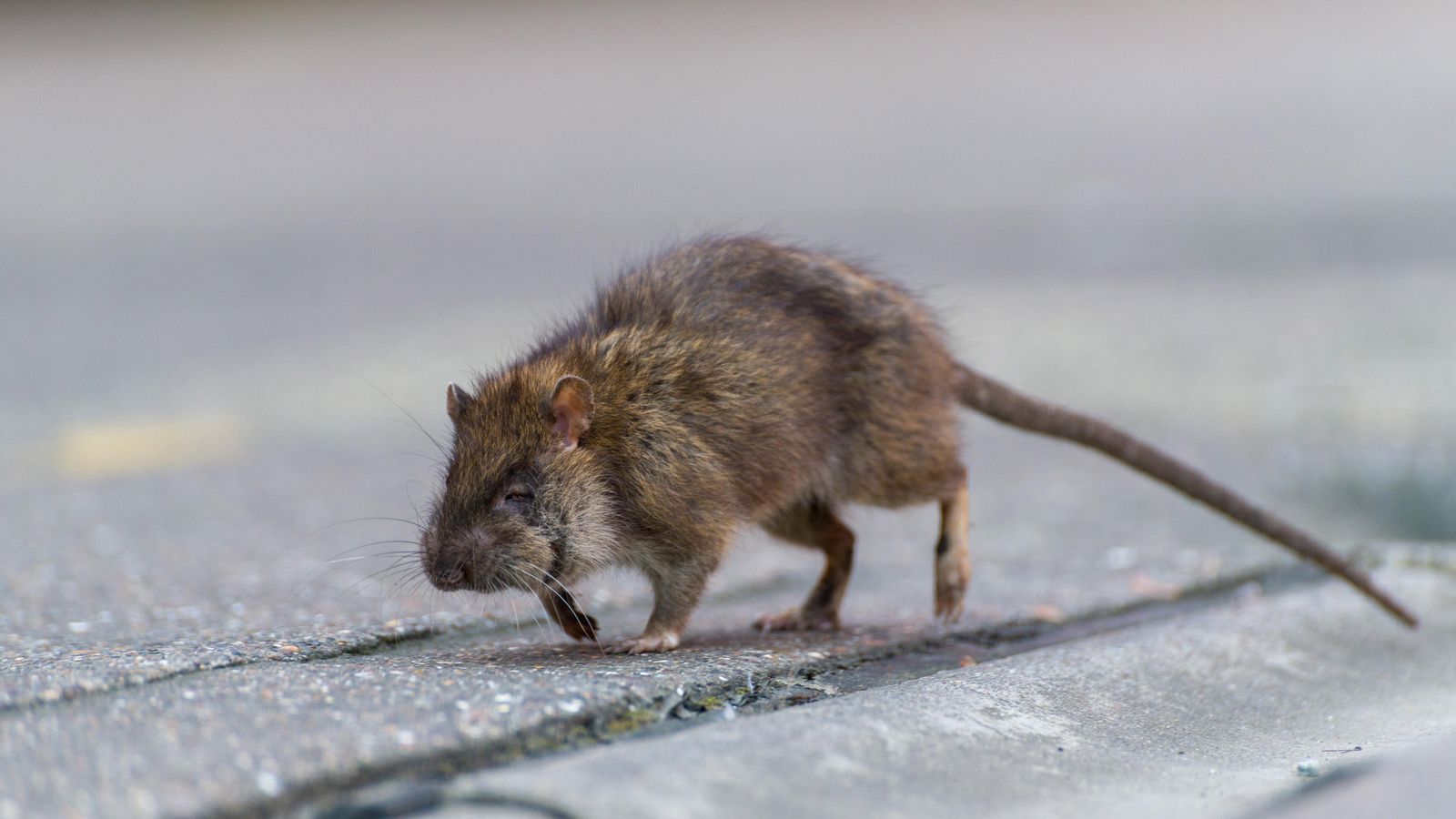 Una rata corre pel carrer (arxxiu)
