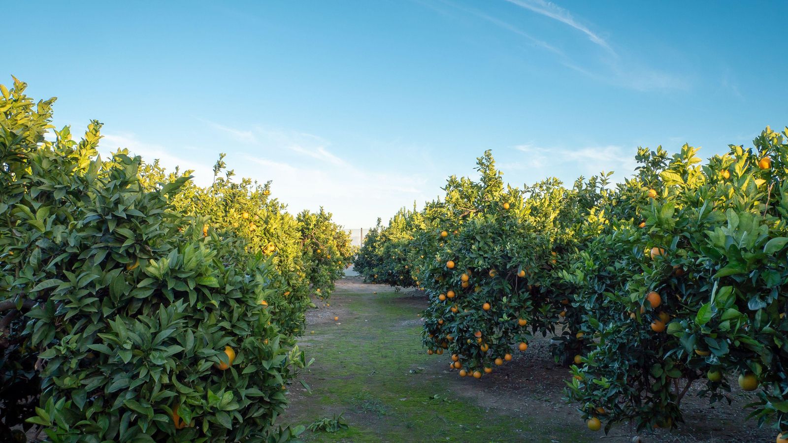 Imatge d'arxiu d'un camp de taronges