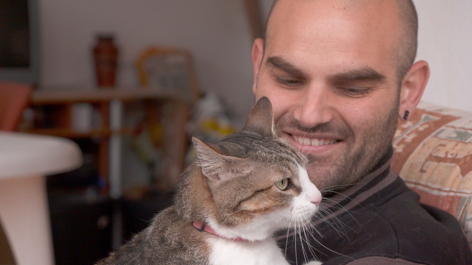 Sucre és un gat embafós