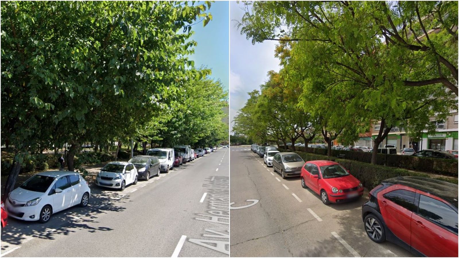 En imatge, trams d'arbrat amenaçats pel projecte d'ampliació de les dos línies de tramvia a València