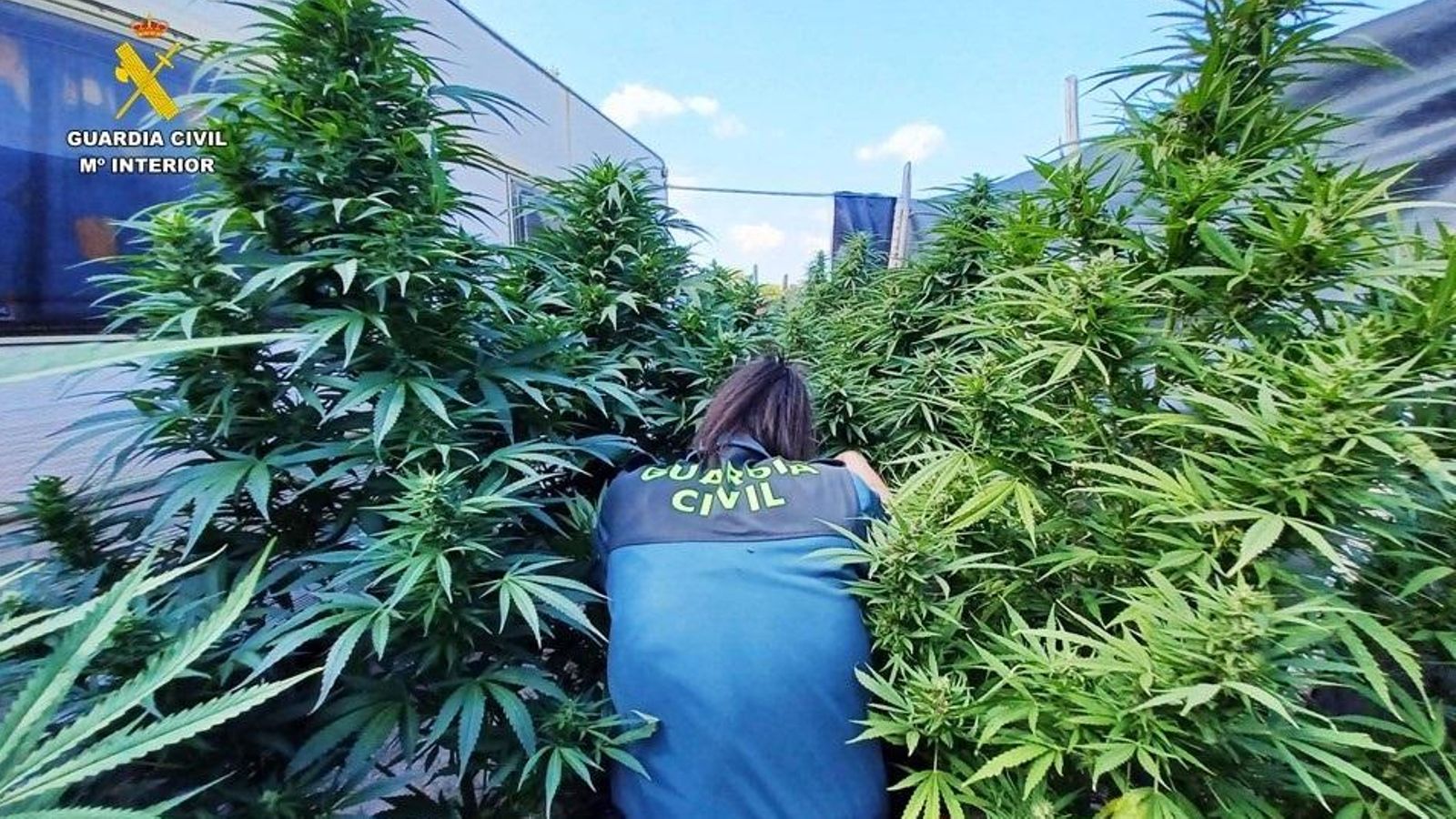 Plantació de marihuana