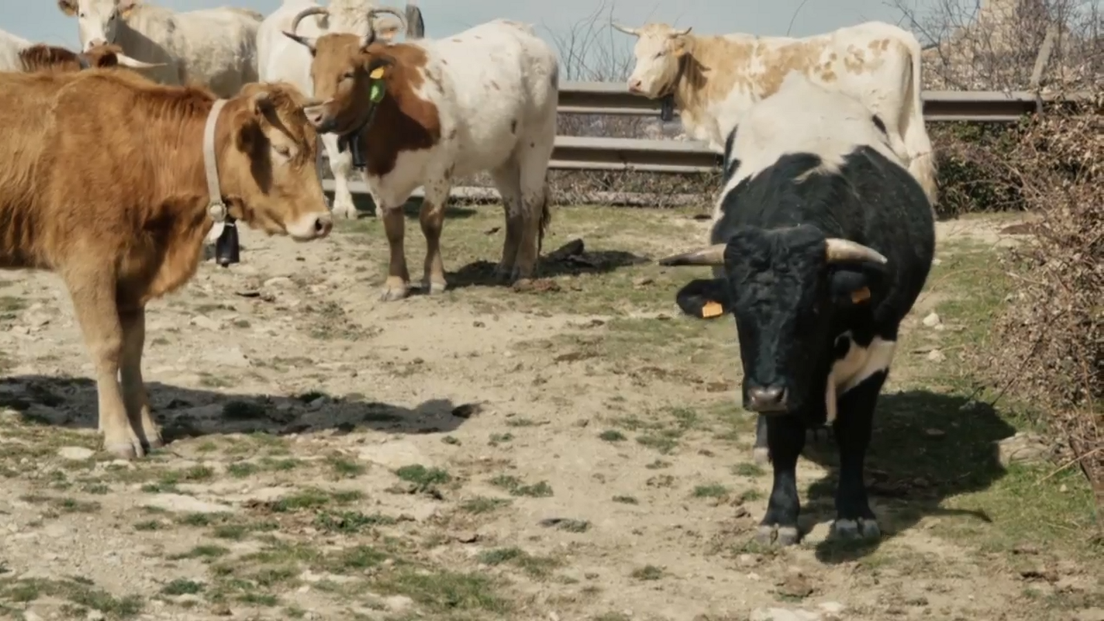 De mar i bancal | Caneleta i l’alimentació dels animals