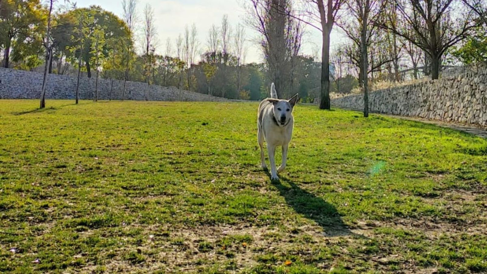 Un gos al parc del Jardí del Túria