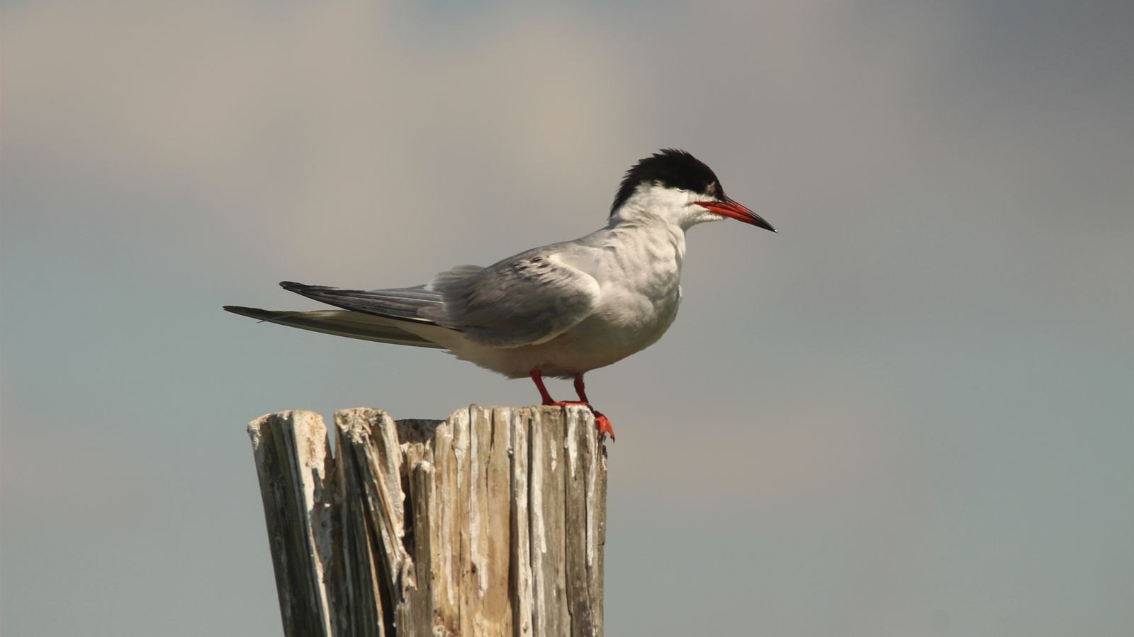 Xatrac, en una imatge d'arxiu