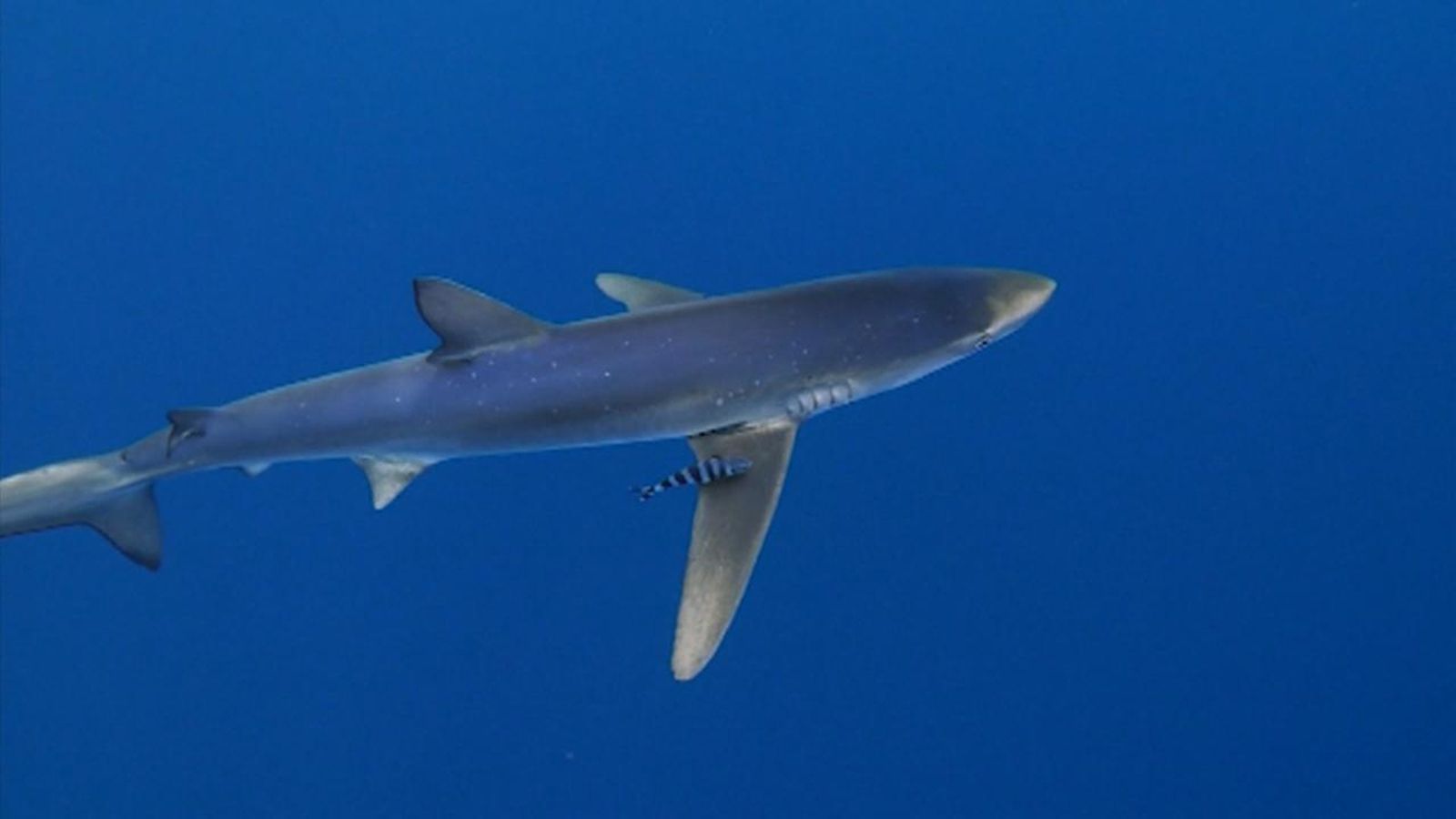 Taurons i ratjades tindran una zona marina d'especial protecció entre el litoral d'Alacant i Múrcia