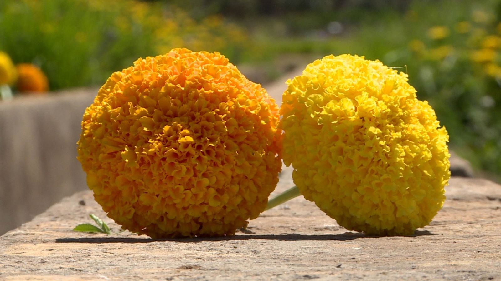 Clavellons per a la Batalla de Flors de València